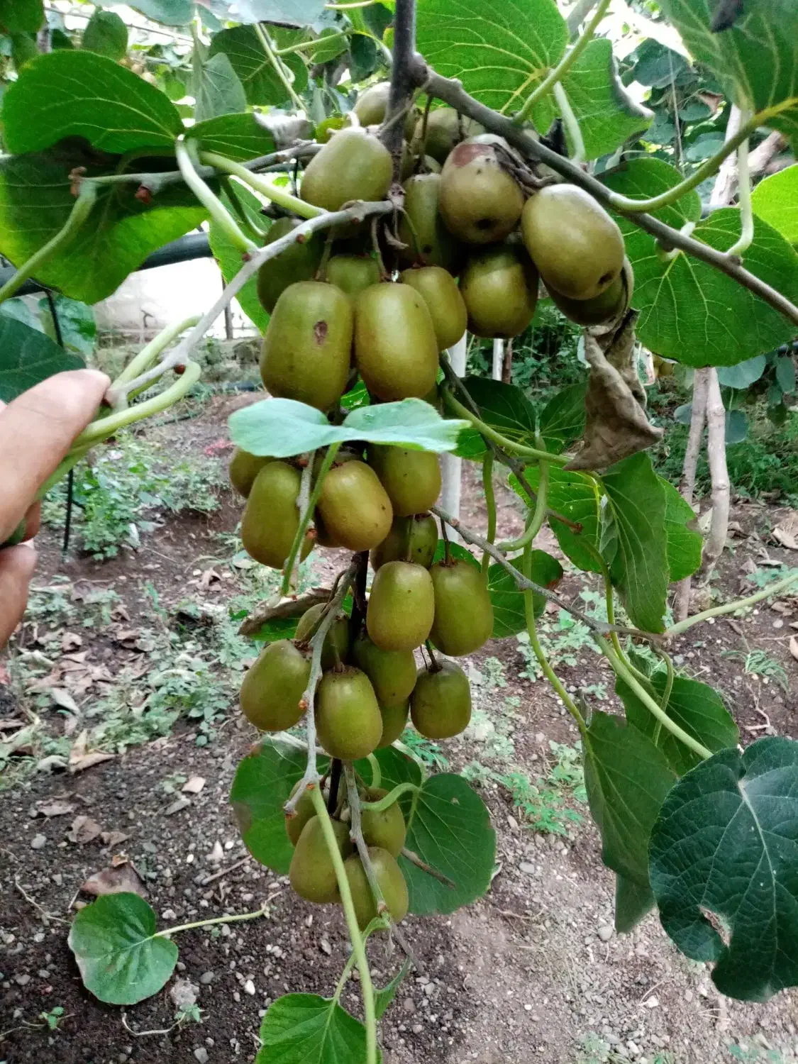 نیرو واسه چیدن کیوی دارم|خدمات باغبانی و درختکاری|اسالم, |دیوار