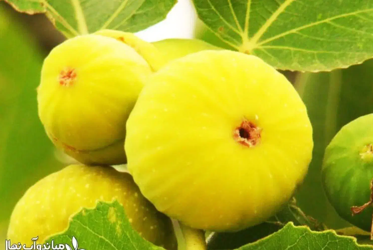 پیش‌فروش نهال انجیر عسلی شناسه دار|خدمات باغبانی و درختکاری|آبیک, |دیوار