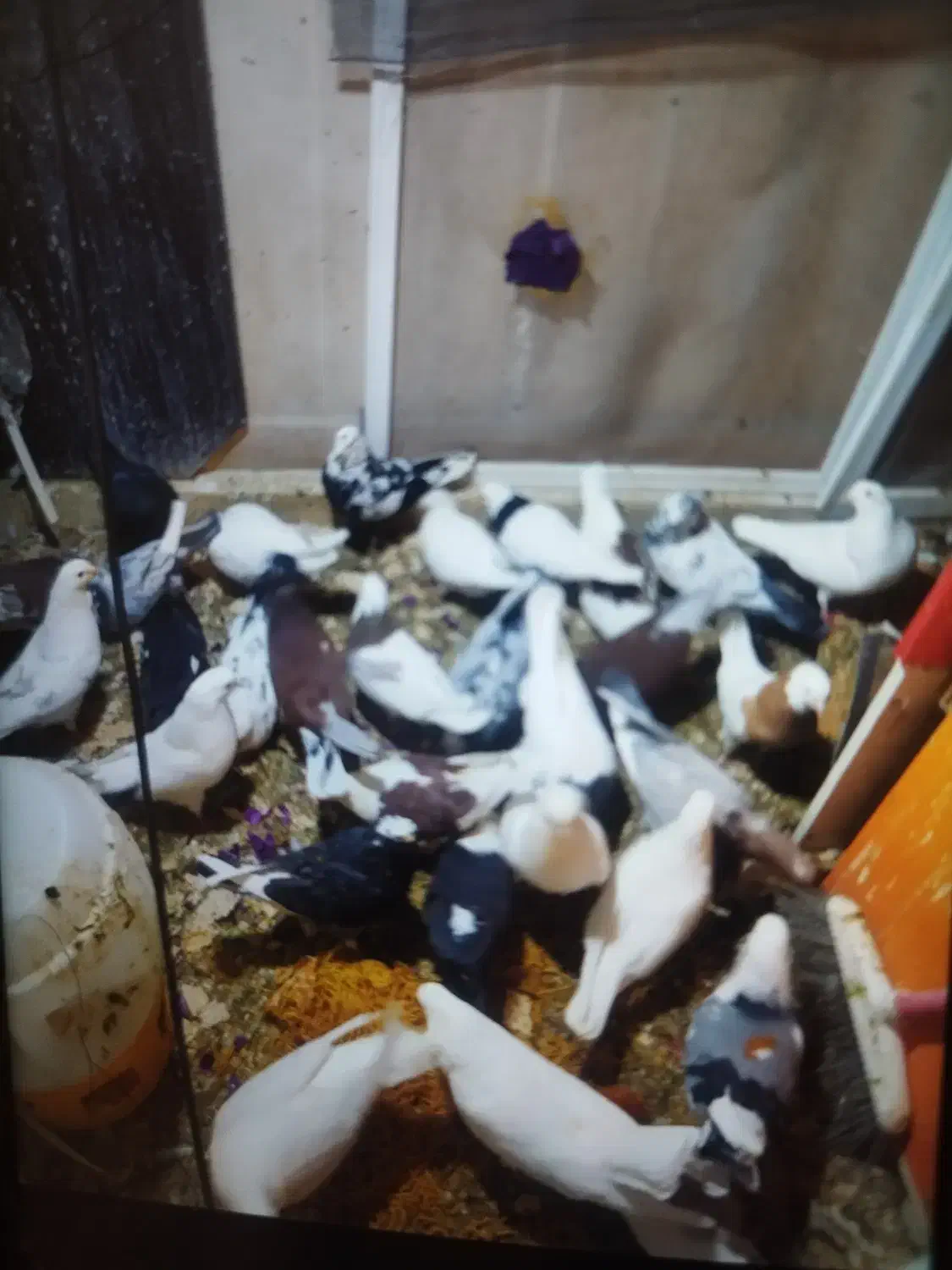 کفتر فروشی تعداد زیاد همه جوجه هستن|پرنده|پرند, فاز ۶|دیوار