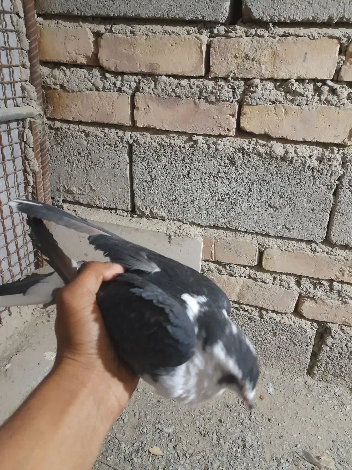 کبوتر ریش سیاه|پرنده|سراوان, |دیوار