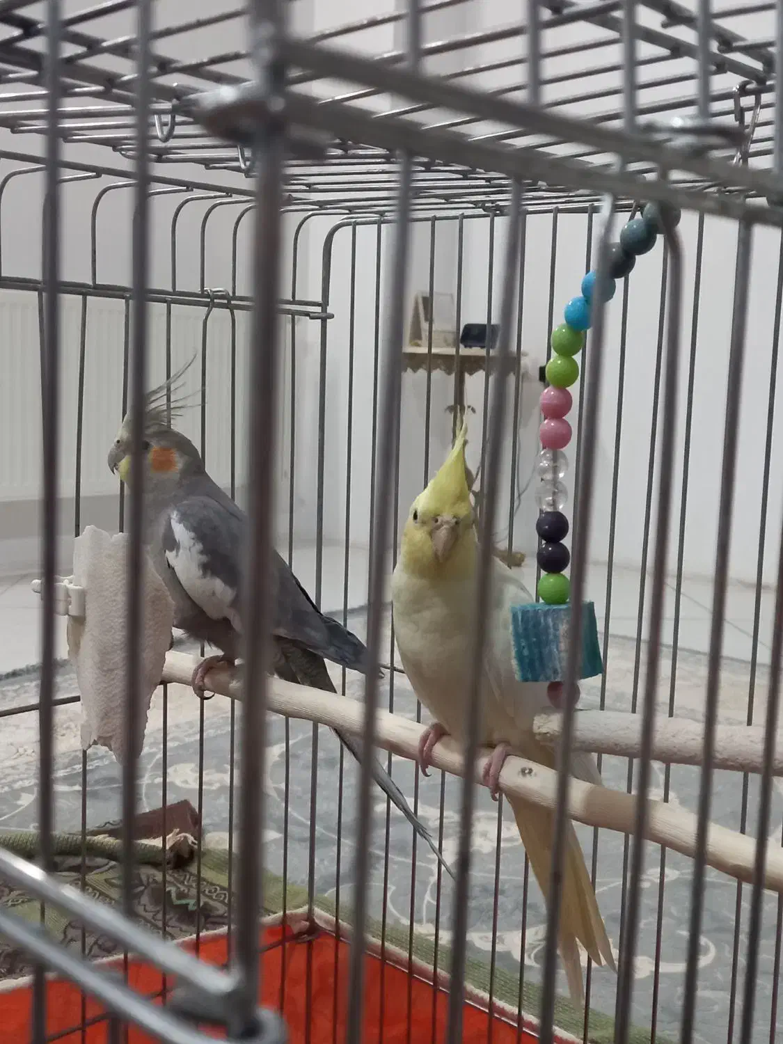 عروس هلندی|پرنده|زنجان, |دیوار