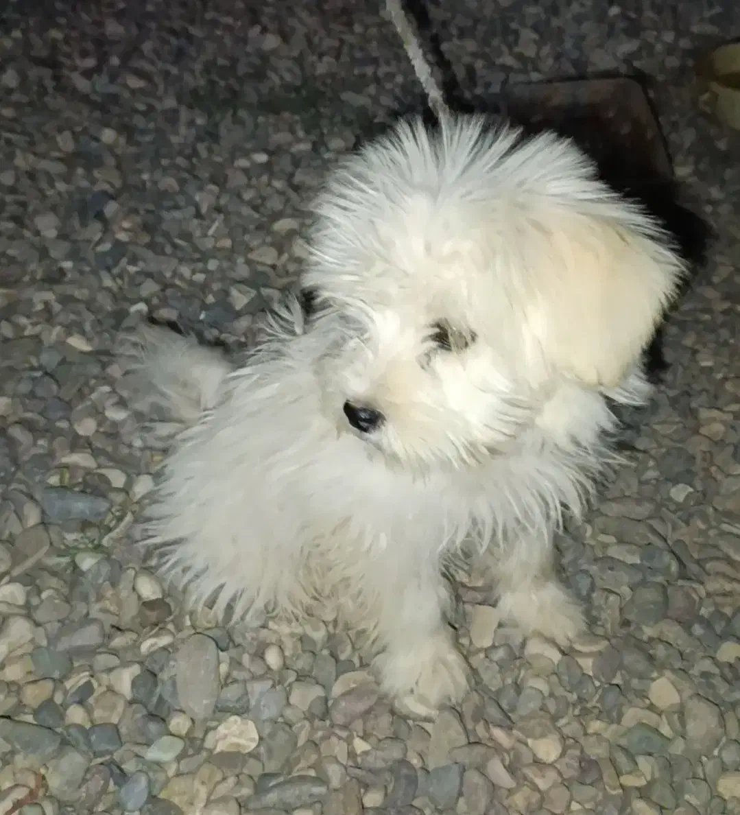 فروش سگ عروسکی|سگ|دشتابی, |دیوار