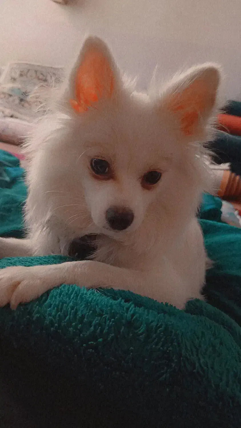 سگ پامر روباهی|سگ|سنندج, |دیوار