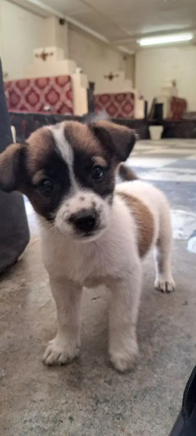 سرپرستی|سگ|مسجد سلیمان, |دیوار