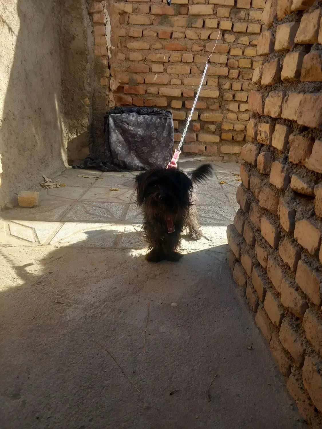 سگ پاپی مشکی|سگ|کاشمر, |دیوار