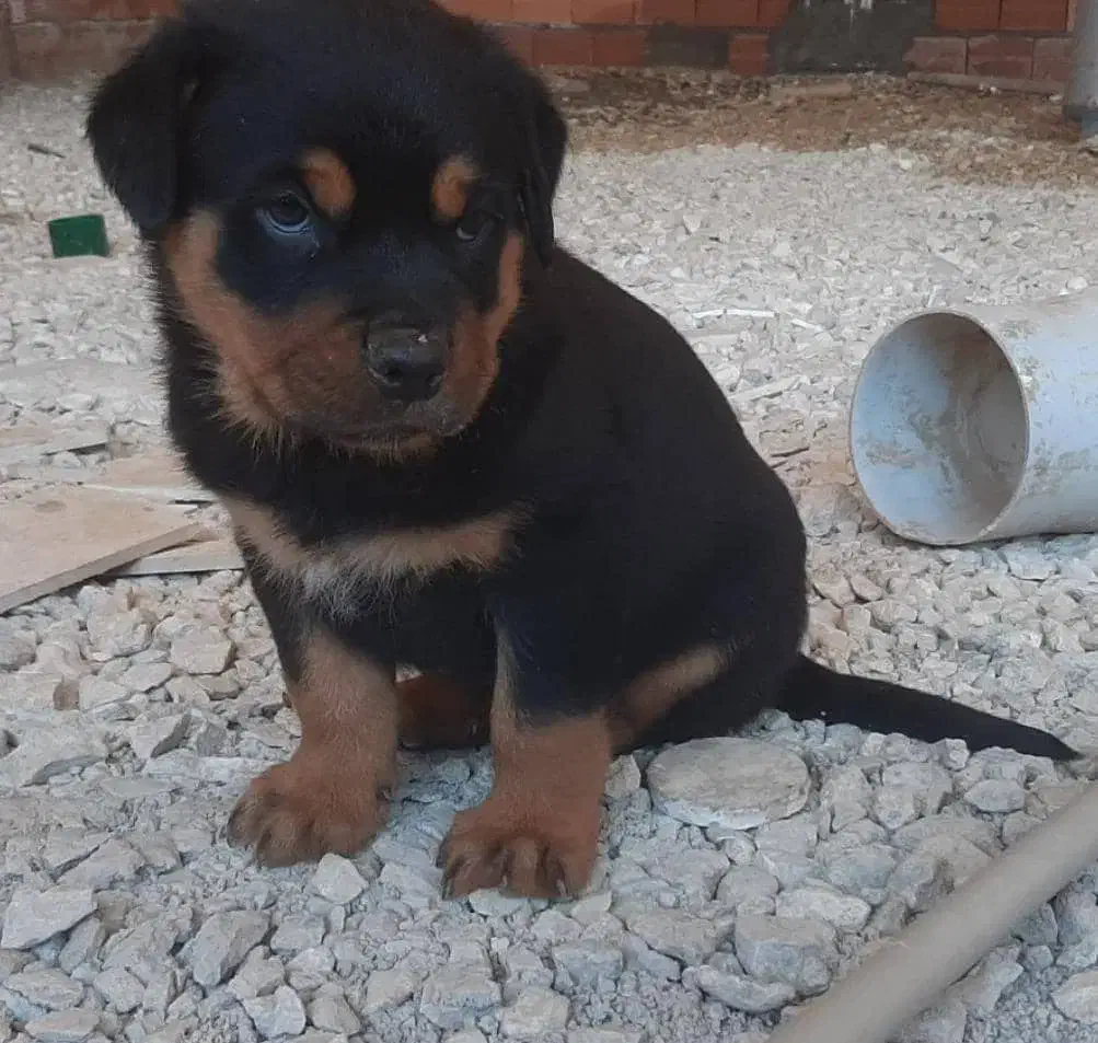 سگ رتوایلر|سگ|بهشهر, |دیوار