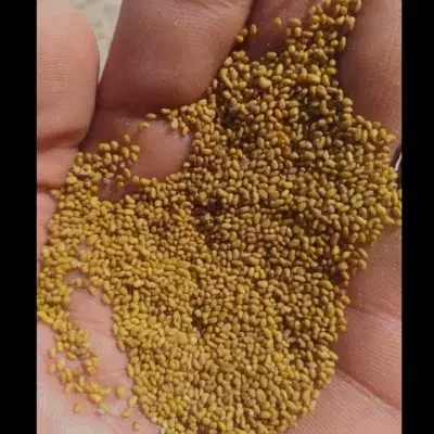 بذریونجه امریکایی|گل و گیاه طبیعی|ایرانشهر, |دیوار