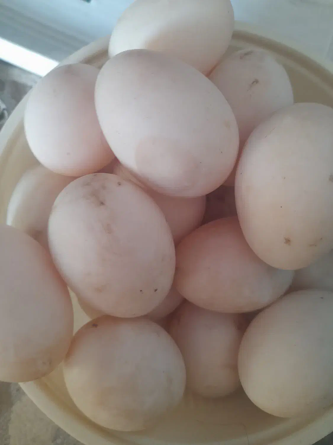 تخم اردکی|حیوانات مزرعه|لاهیجان, طالقانی|دیوار