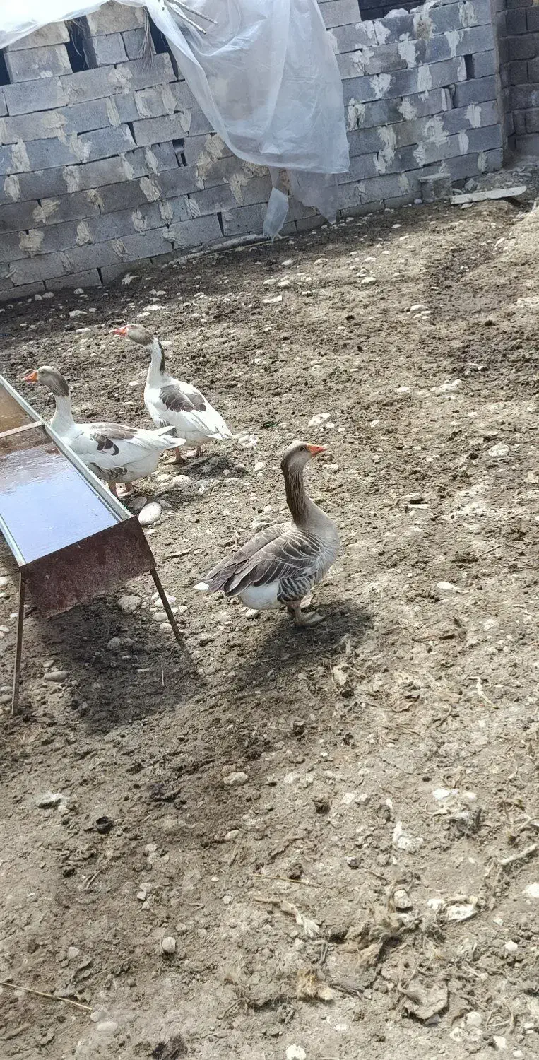 غاز|حیوانات مزرعه|رامهرمز, |دیوار