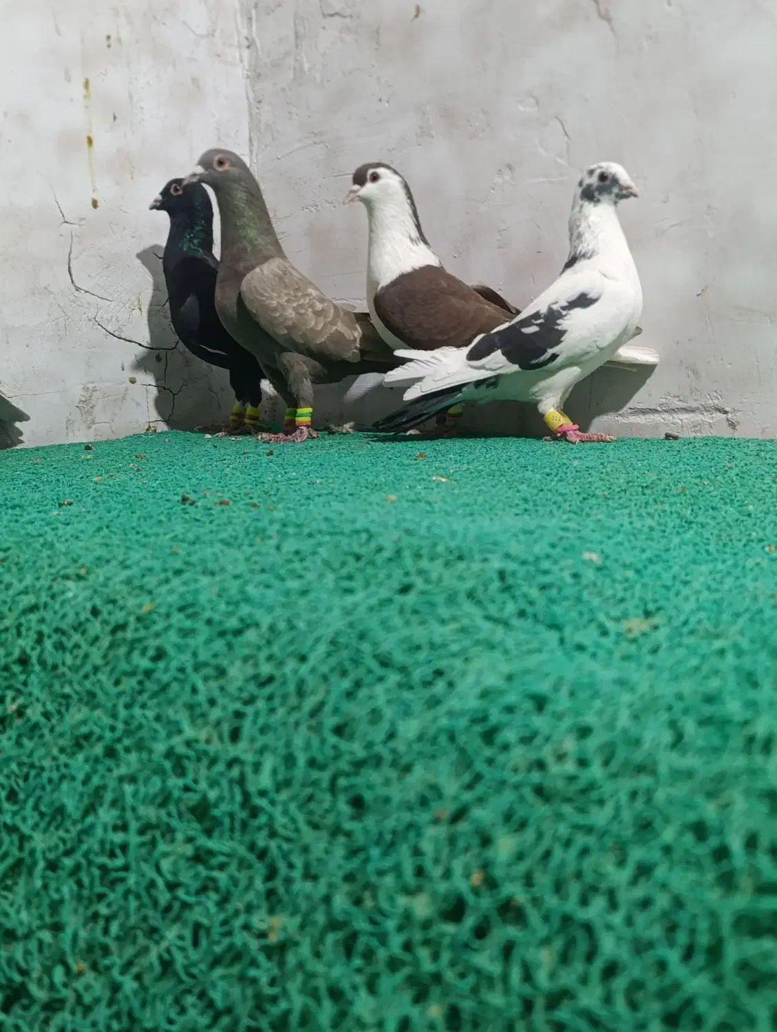 ۷ عدد دورگ|پرنده|اندیمشک, |دیوار