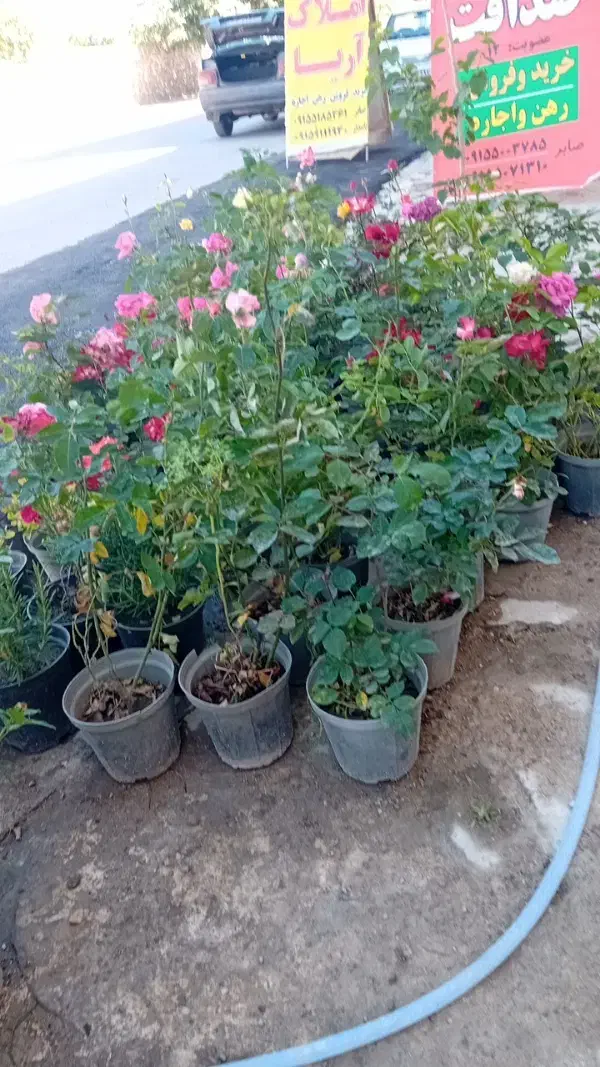 گل رز گلدانی پرریشه|گل مصنوعی|مشهد, فرخد|دیوار