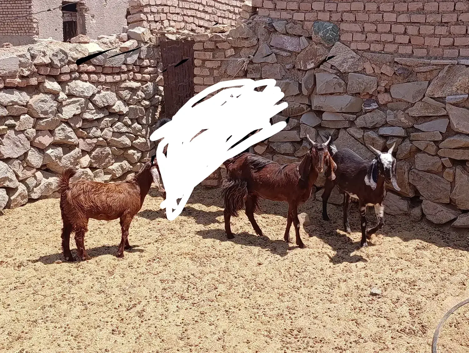 بزو بزغاله|حیوانات مزرعه|بیرجند, |دیوار