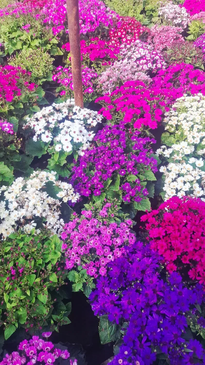 گل سینری|گل و گیاه طبیعی|پاکدشت, پاکدشت (مامازند)|دیوار