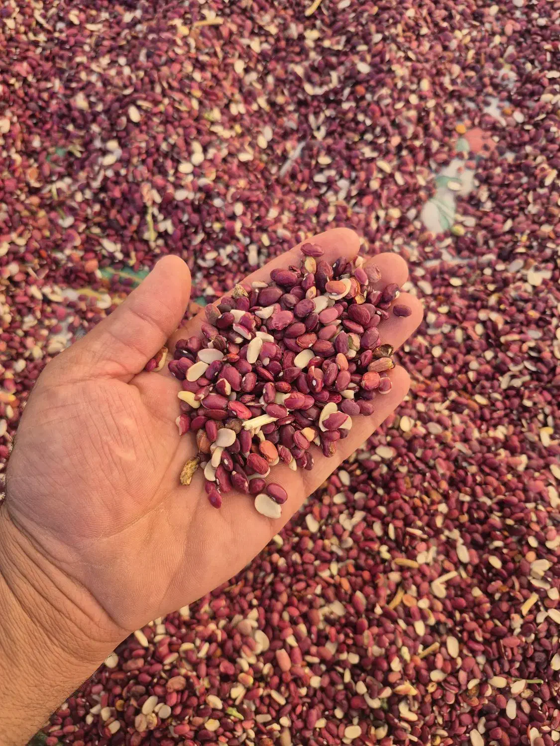 لوبیا قرمز لپه|خوردنی و آشامیدنی|مرودشت, ولایت|دیوار