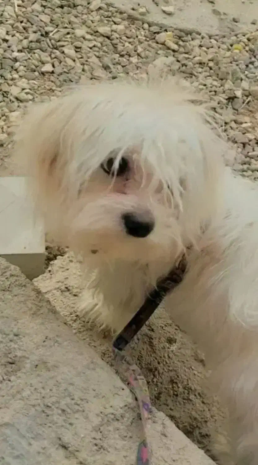 سگ پامر نژاد شیتزو|سگ|یاسوج, |دیوار