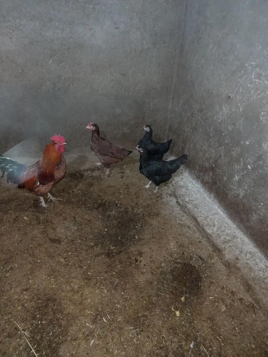 مرغ|پرنده|مود, |دیوار