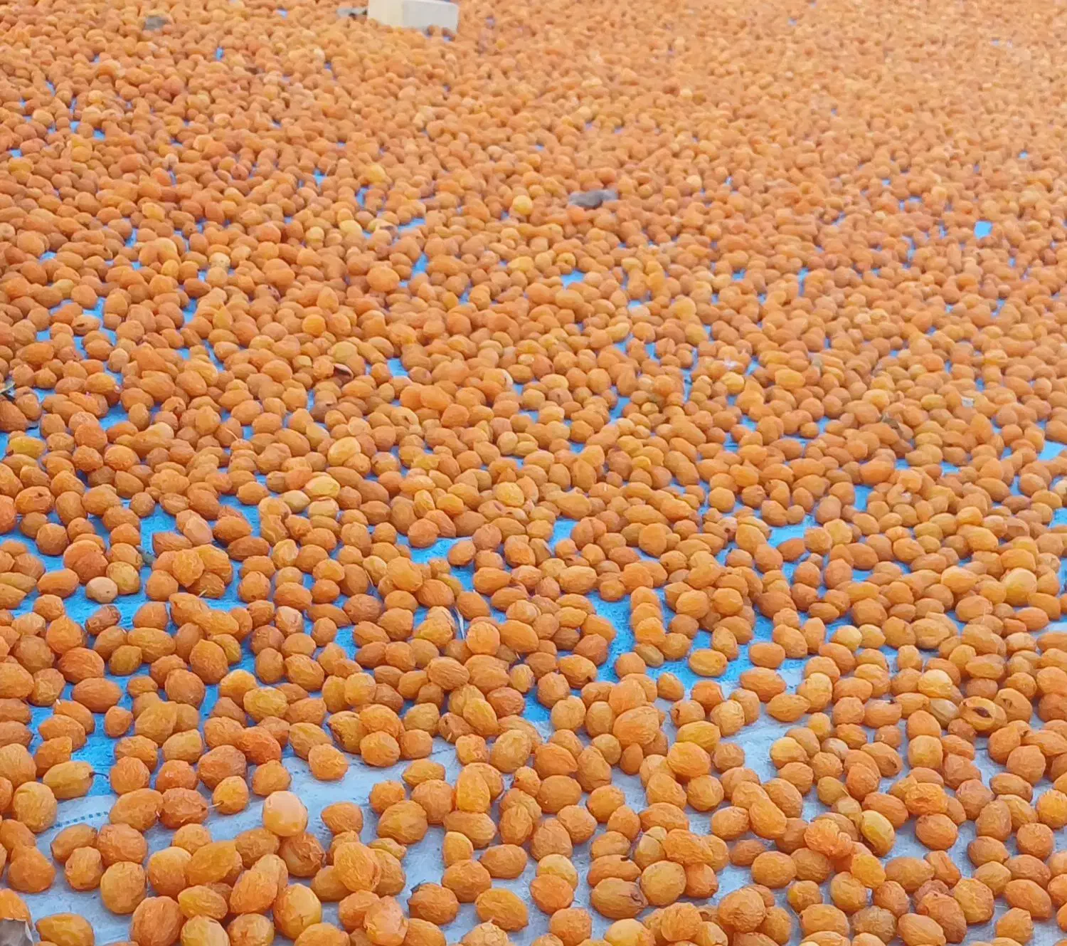 فروش الو طبیعی و تیزابی|خوردنی و آشامیدنی|یزد, |دیوار
