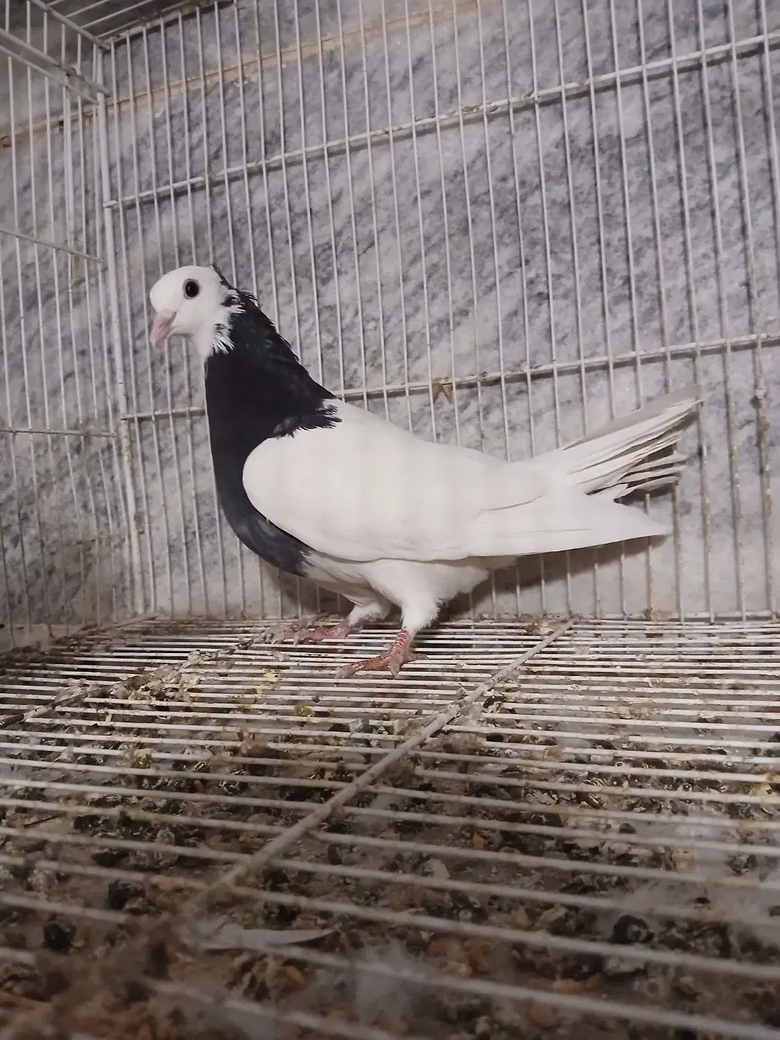 طوقی سیاه ماده|پرنده|مشهد, کارمندان دوم|دیوار