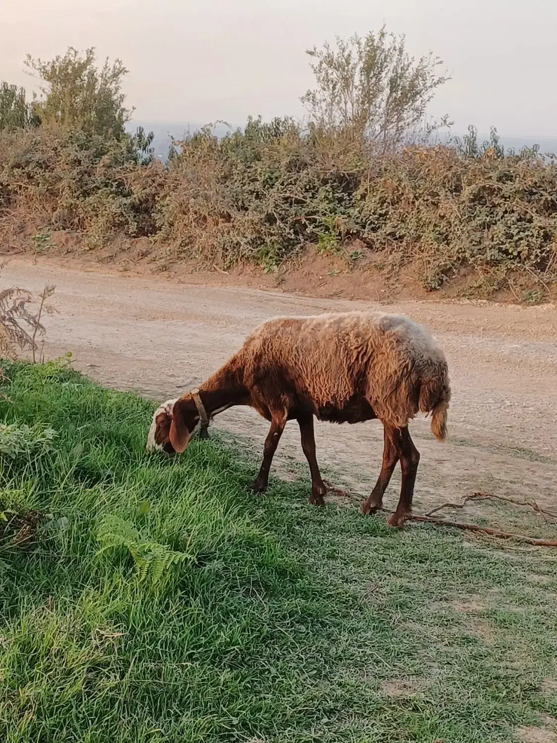 دو راس گوسفند ابستن|حیوانات مزرعه|نکا, |دیوار