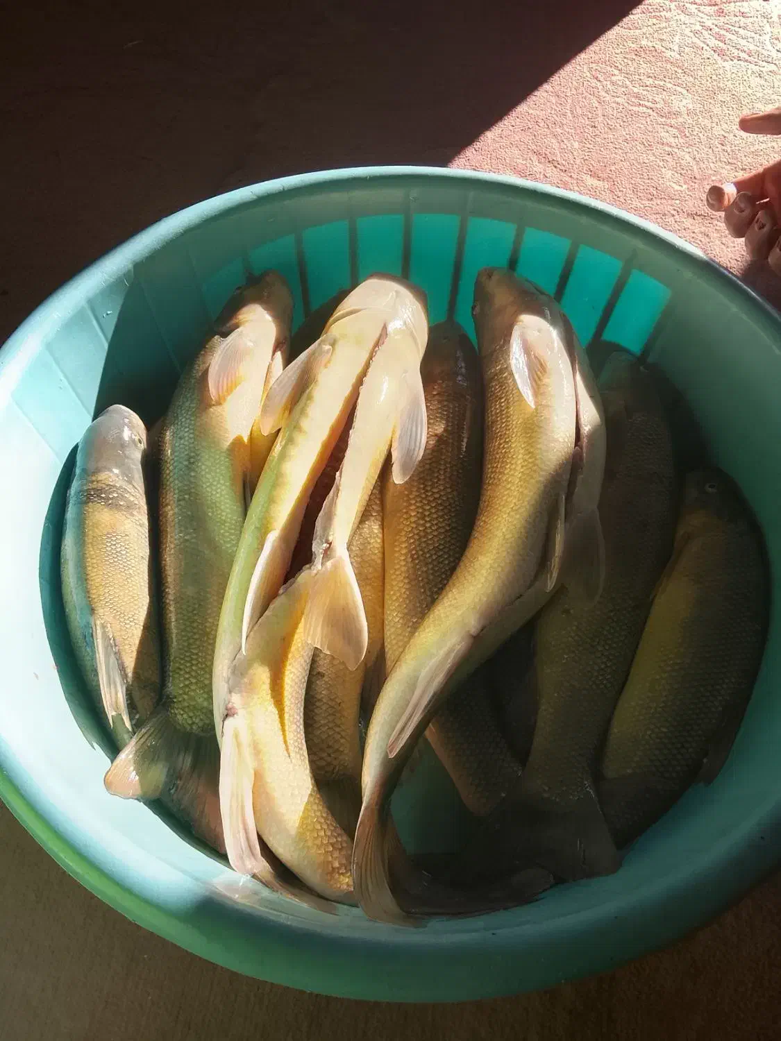 ماهی رودخانه تمیز کرده کیلویی ۱۳۰|ماهی|لردگان, |دیوار