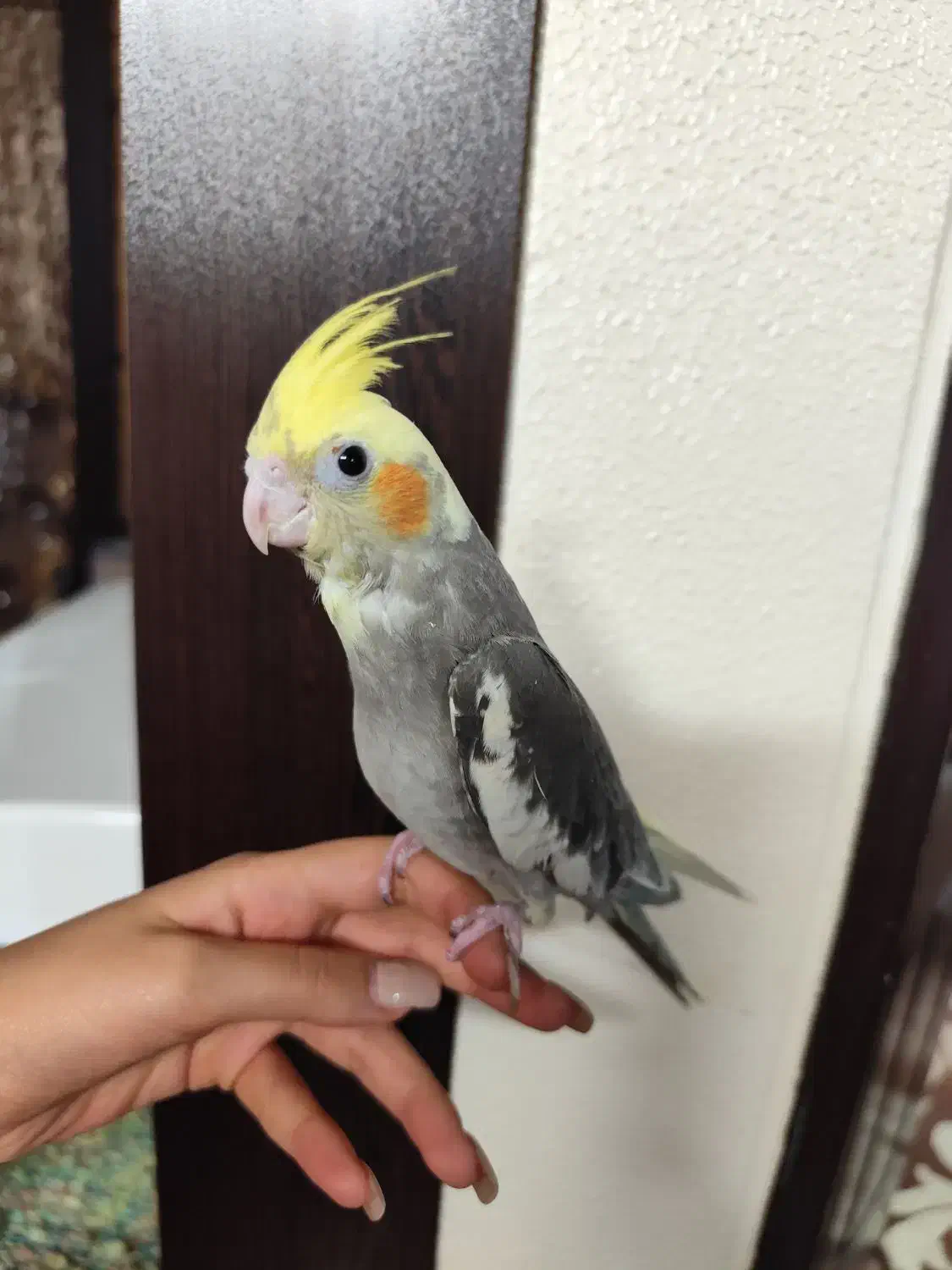 پرنده|پرنده|شاهینشهر, فیض|دیوار