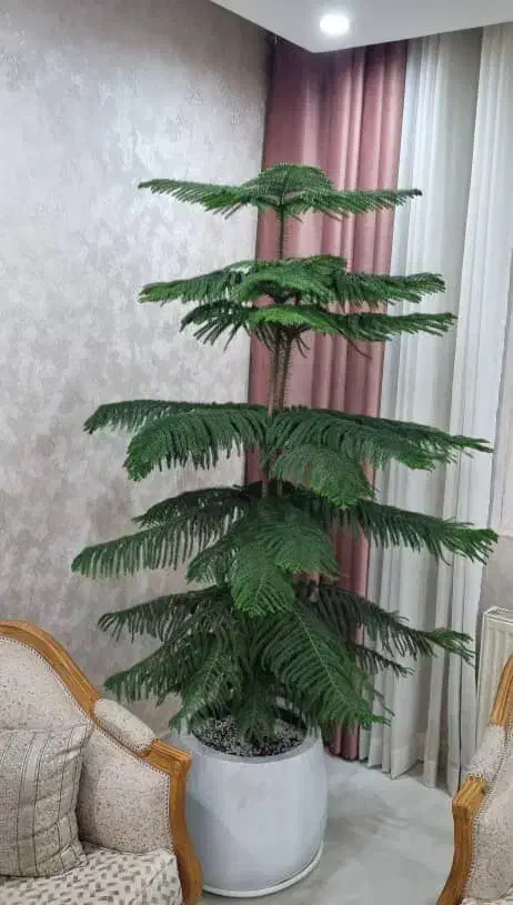 کاج مطبق|گل و گیاه طبیعی|پردیس, فاز ۱۱|دیوار