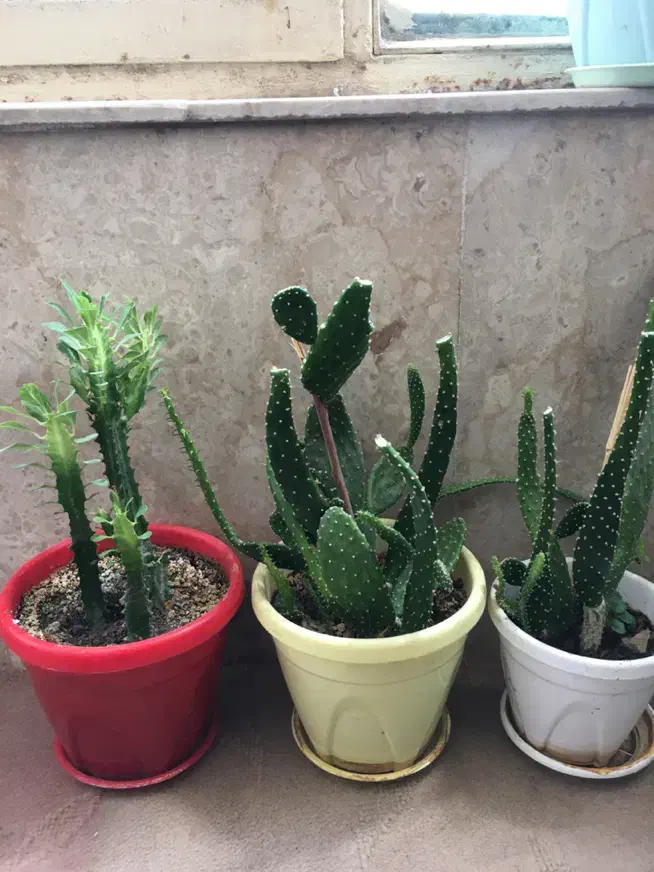 گل گلدان کاکتوس|گل و گیاه طبیعی|کرمانشاه, |دیوار