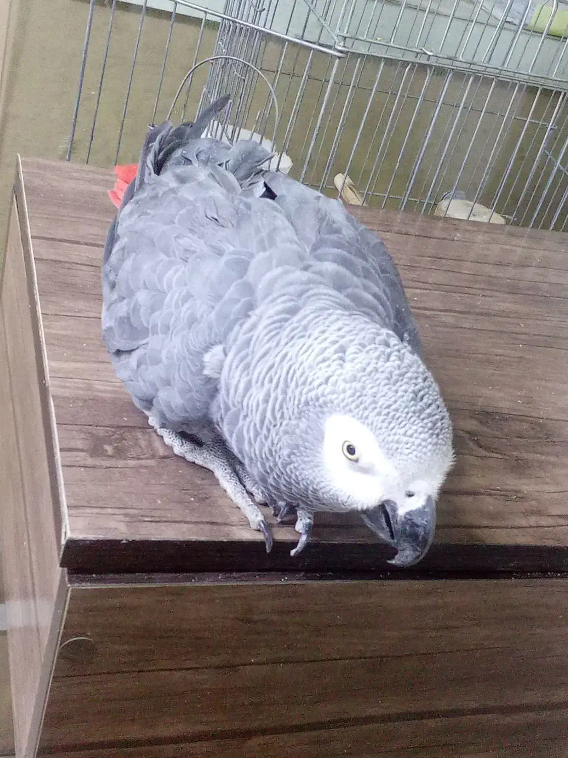 کاسکو سخنگو ۷ ساله رام و دستی|پرنده|پردیس, فاز ۳|دیوار