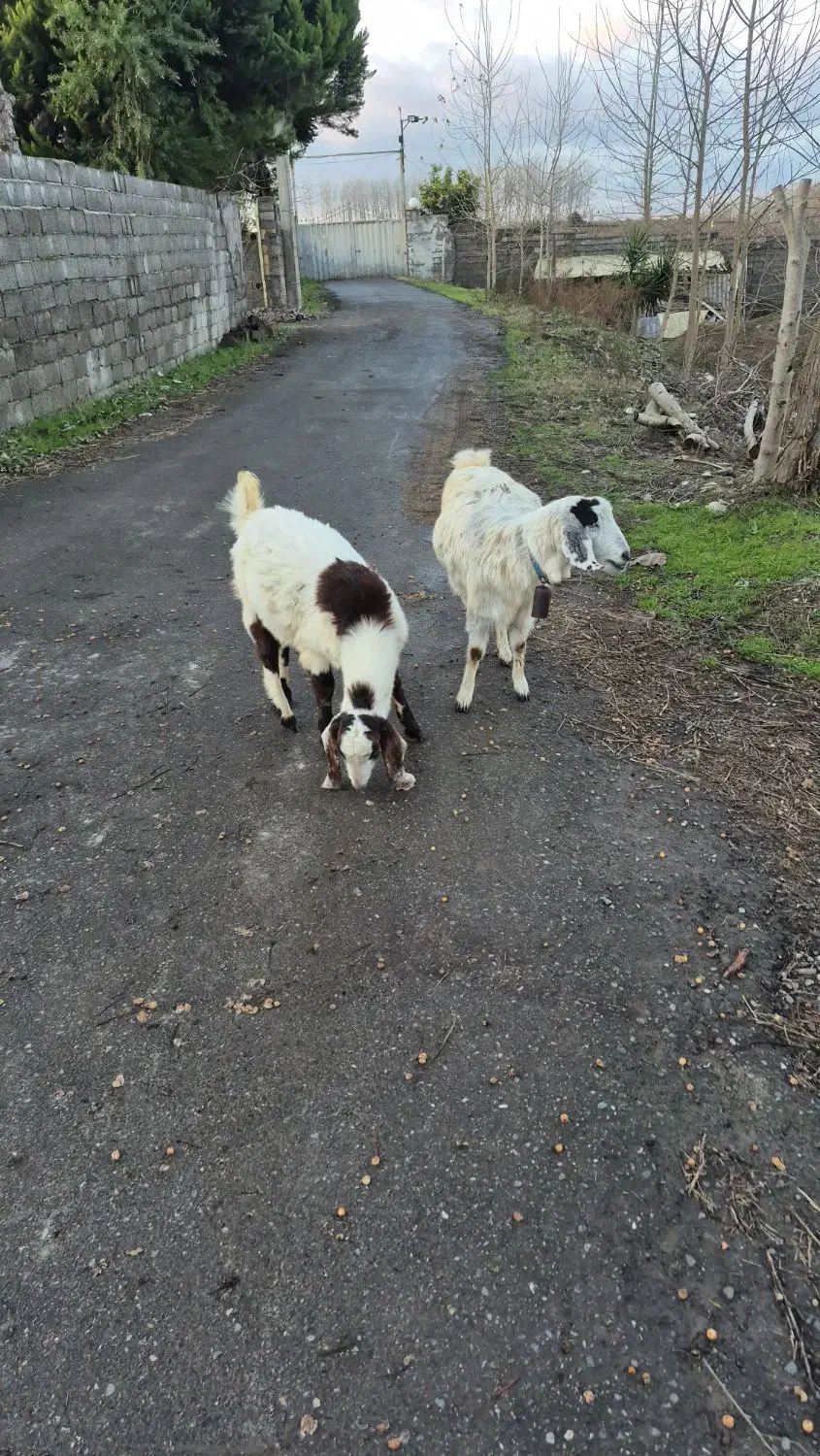 بز و گوسفند و میش|حیوانات مزرعه|کیاشهر, |دیوار