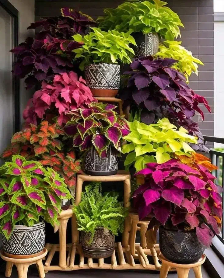 گل و گیاه|گل و گیاه طبیعی|سیرجان, |دیوار