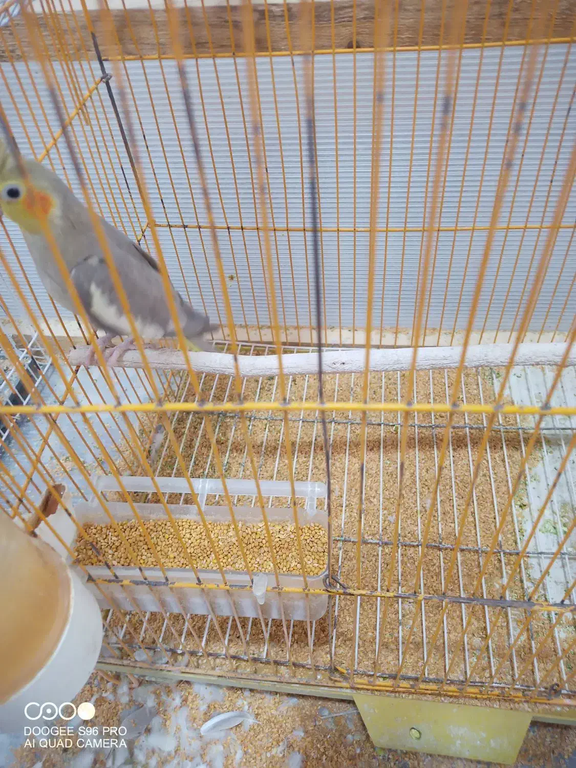 عروس هلندی|پرنده|شوشتر, |دیوار