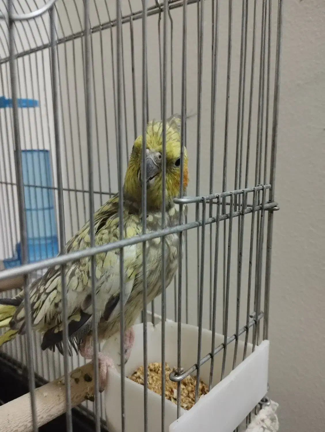 عروس هلندی بالغ ماده|پرنده|الوند, |دیوار