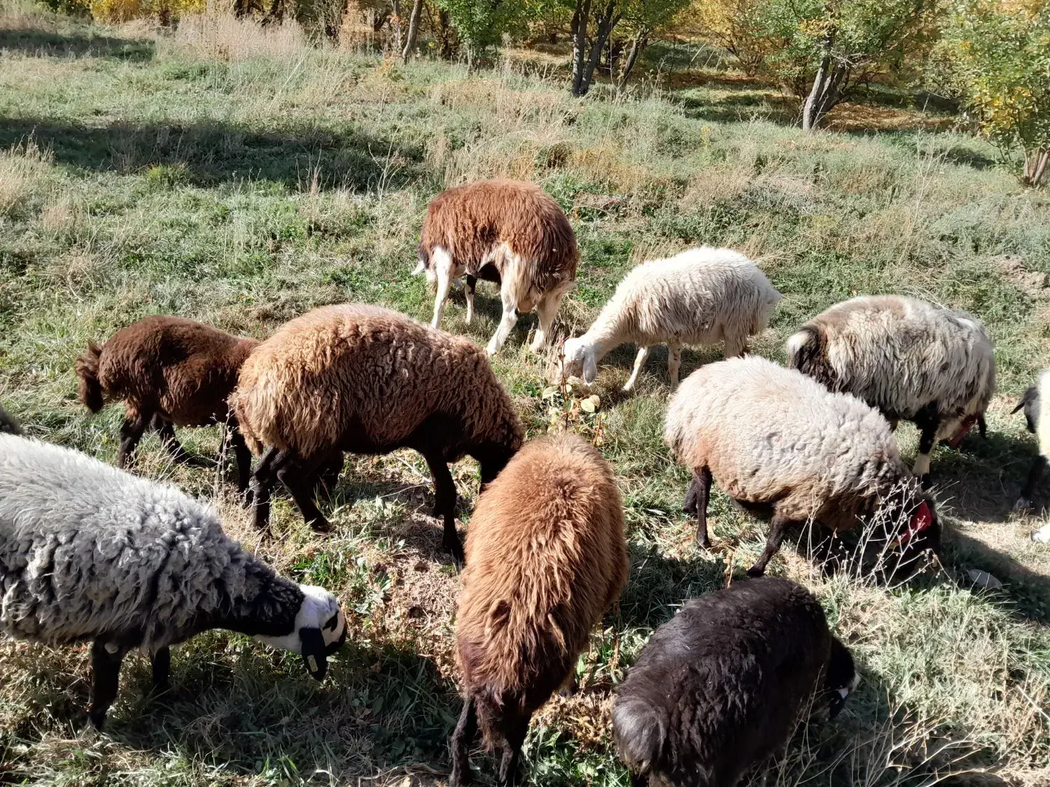 تعداد ۷عدد شیشک افشار|حیوانات مزرعه|پادنا علیا, |دیوار