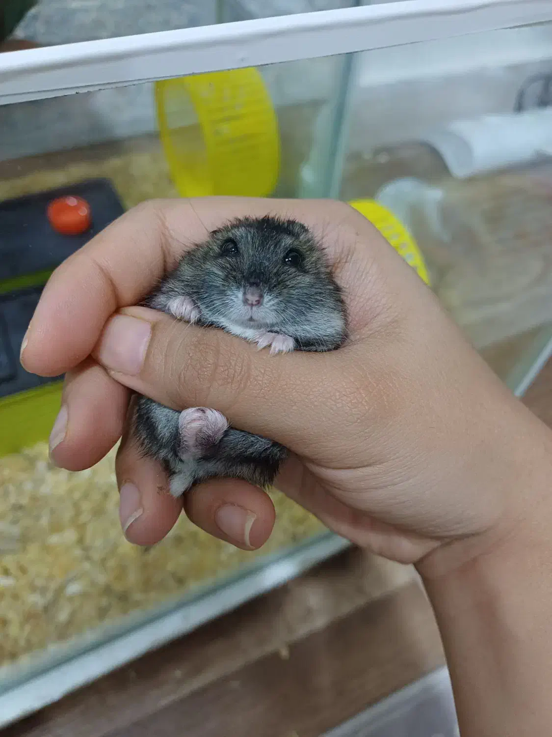 همستر|موش و خرگوش|دزفول, |دیوار