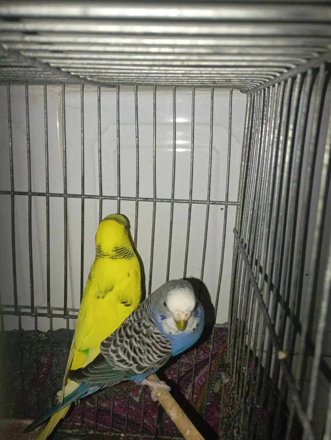 یک جفت مرغ عشق|پرنده|آوج, |دیوار