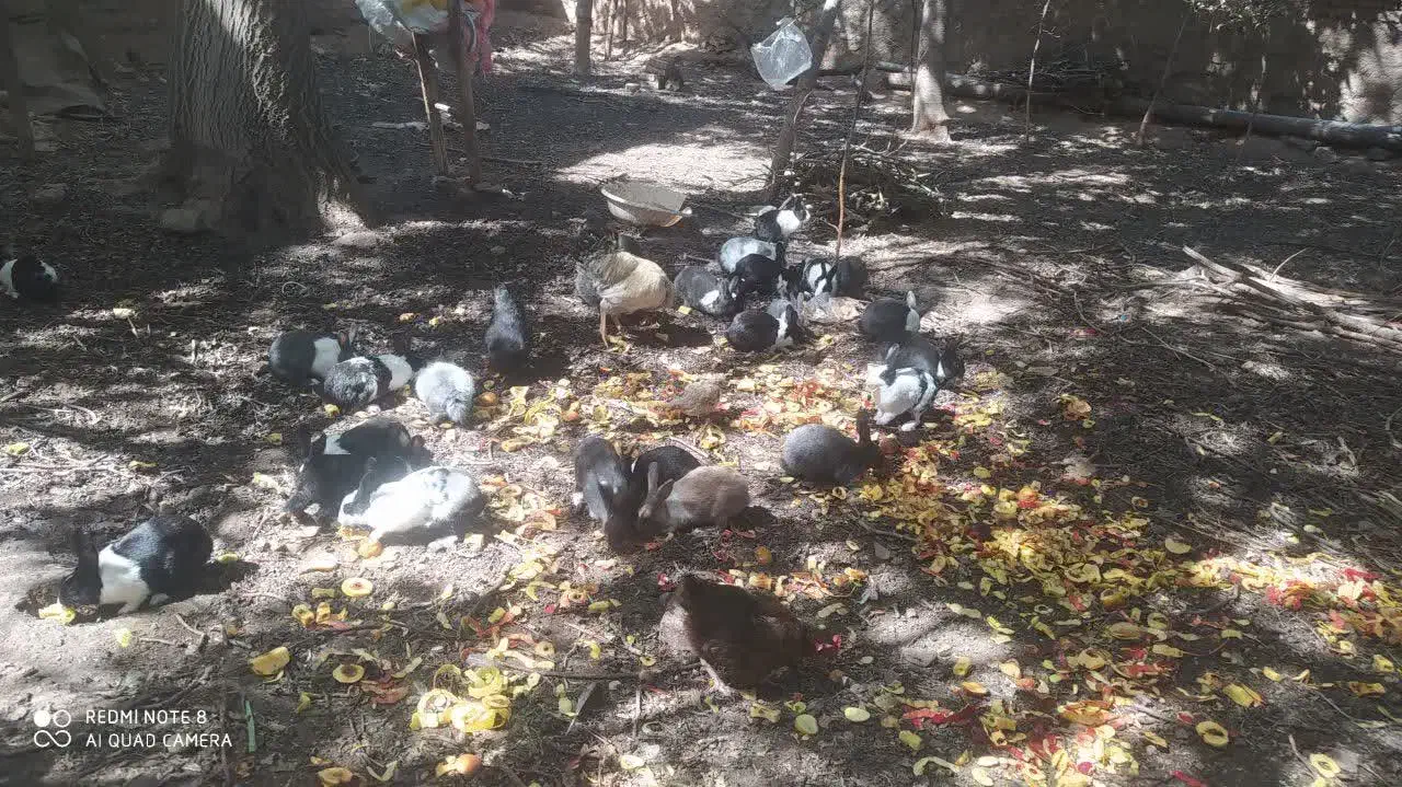 خرگوش|موش و خرگوش|نیشابور, بلوار گلها|دیوار