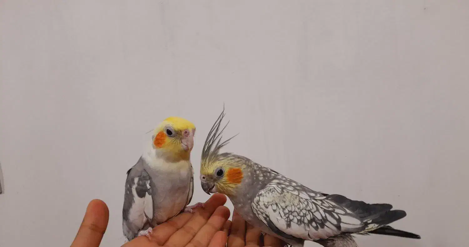 عروس هلندی|پرنده|مهاجران, |دیوار