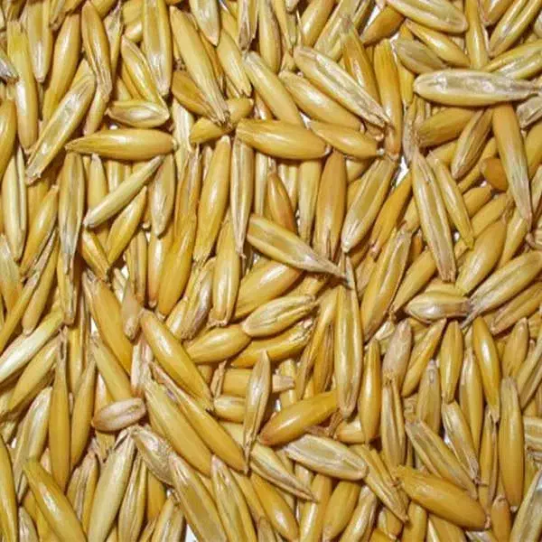 جو.ذرت|خوردنی و آشامیدنی|نیریز, |دیوار