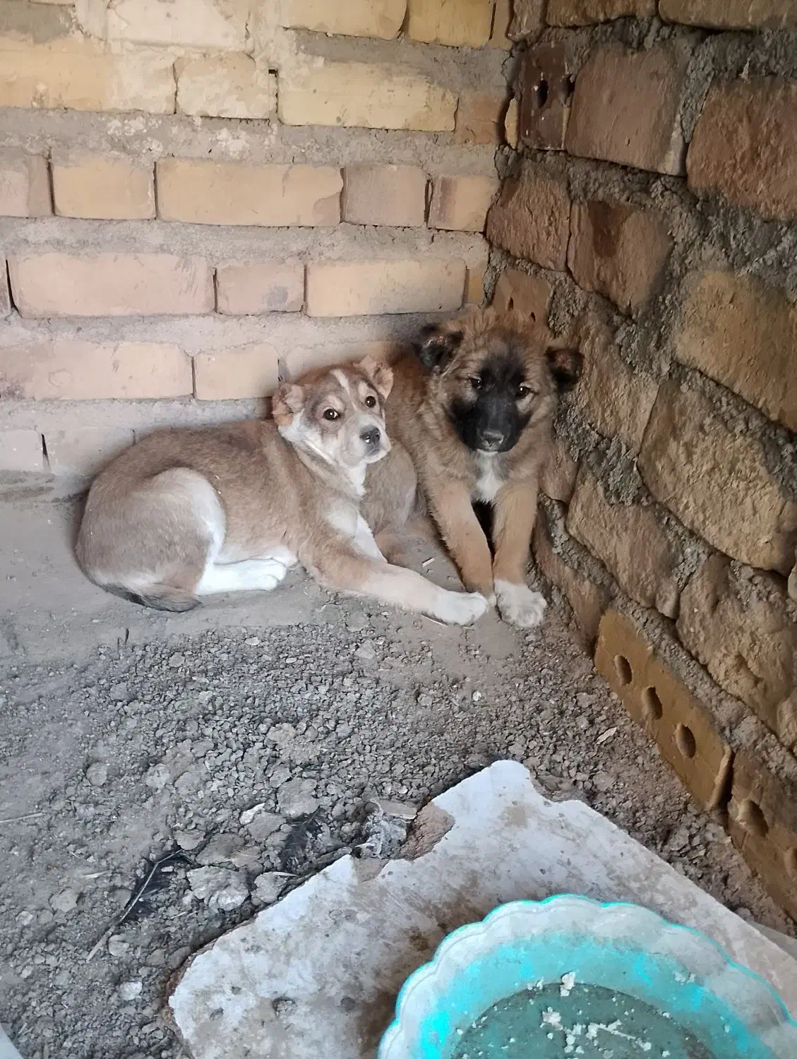 جفت توله نرو ماده|سگ|تایباد, |دیوار