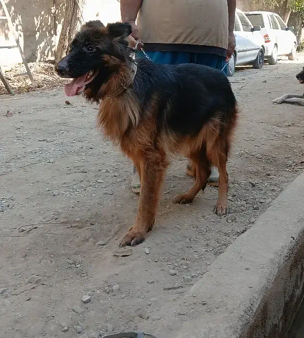 ماده ژرمن معاوضه با قناری|سگ|شهریار, کردزار|دیوار