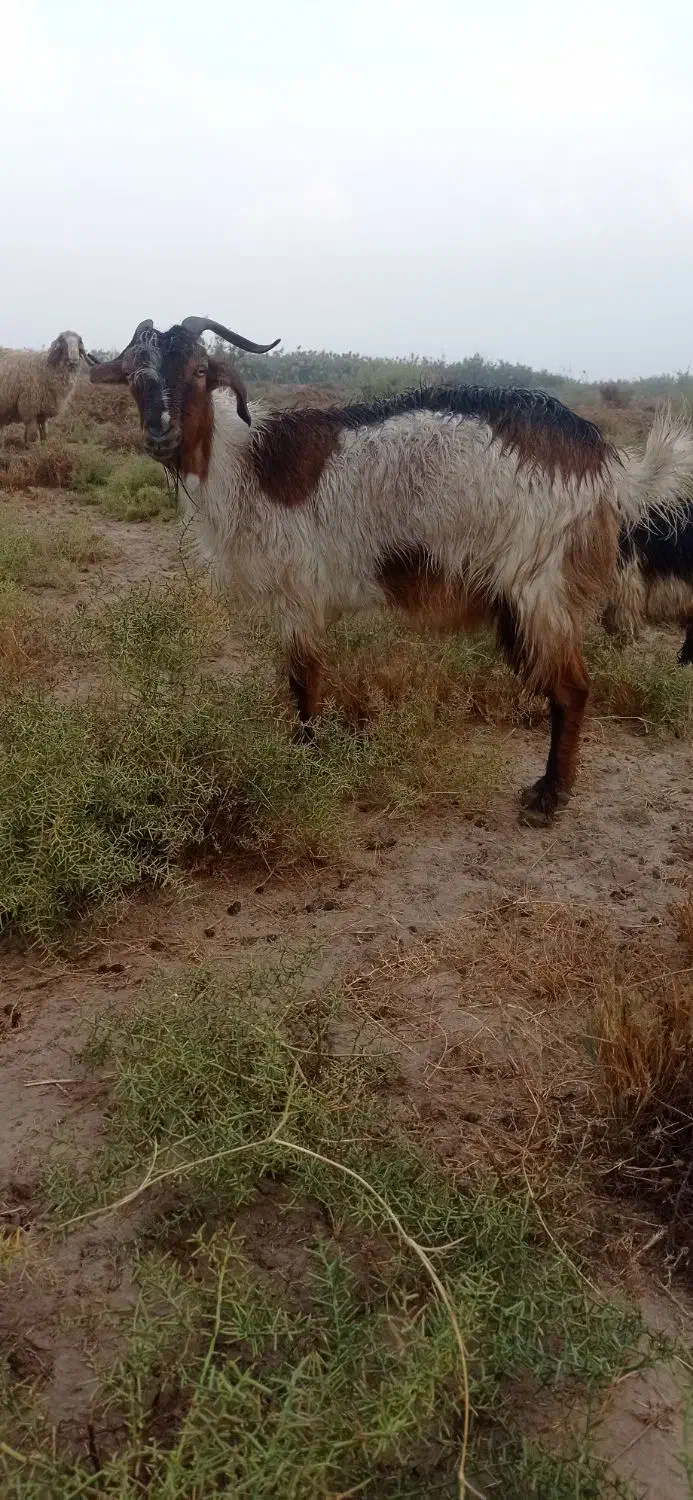 حیوانات مزرعه بز. چنبیش|حیوانات مزرعه|کارون, |دیوار