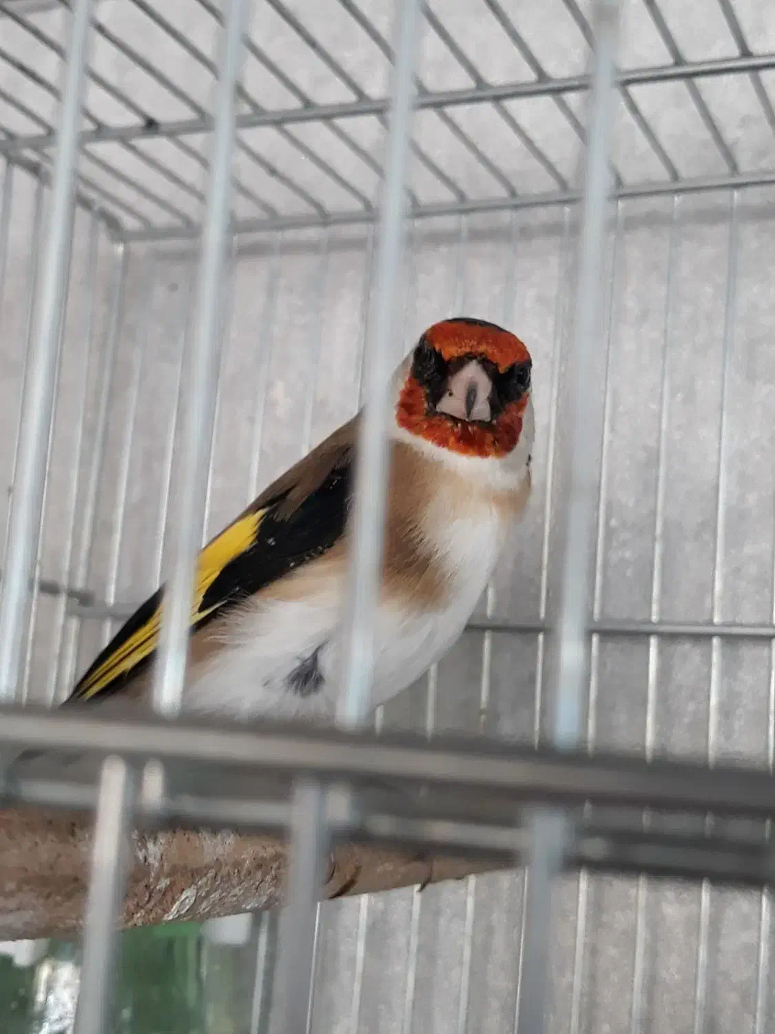 سهر قناری|پرنده|شیراز, کیان شهر|دیوار