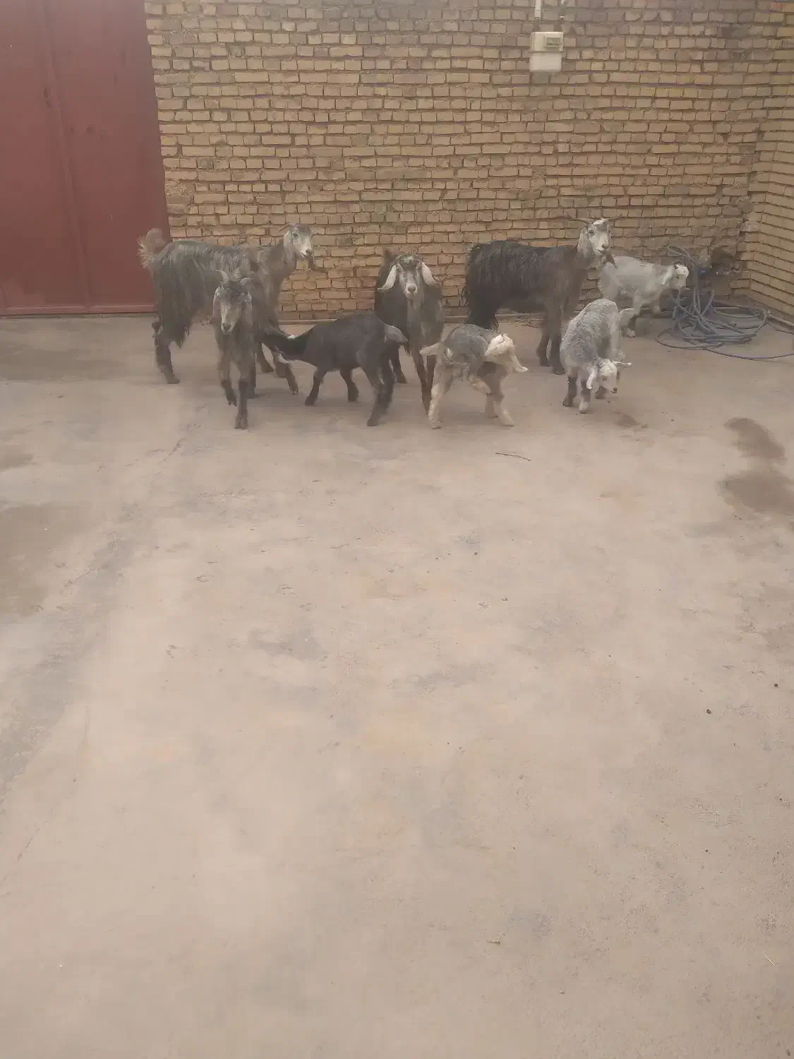 بز‌وبزغاله|حیوانات مزرعه|شوشتر, |دیوار