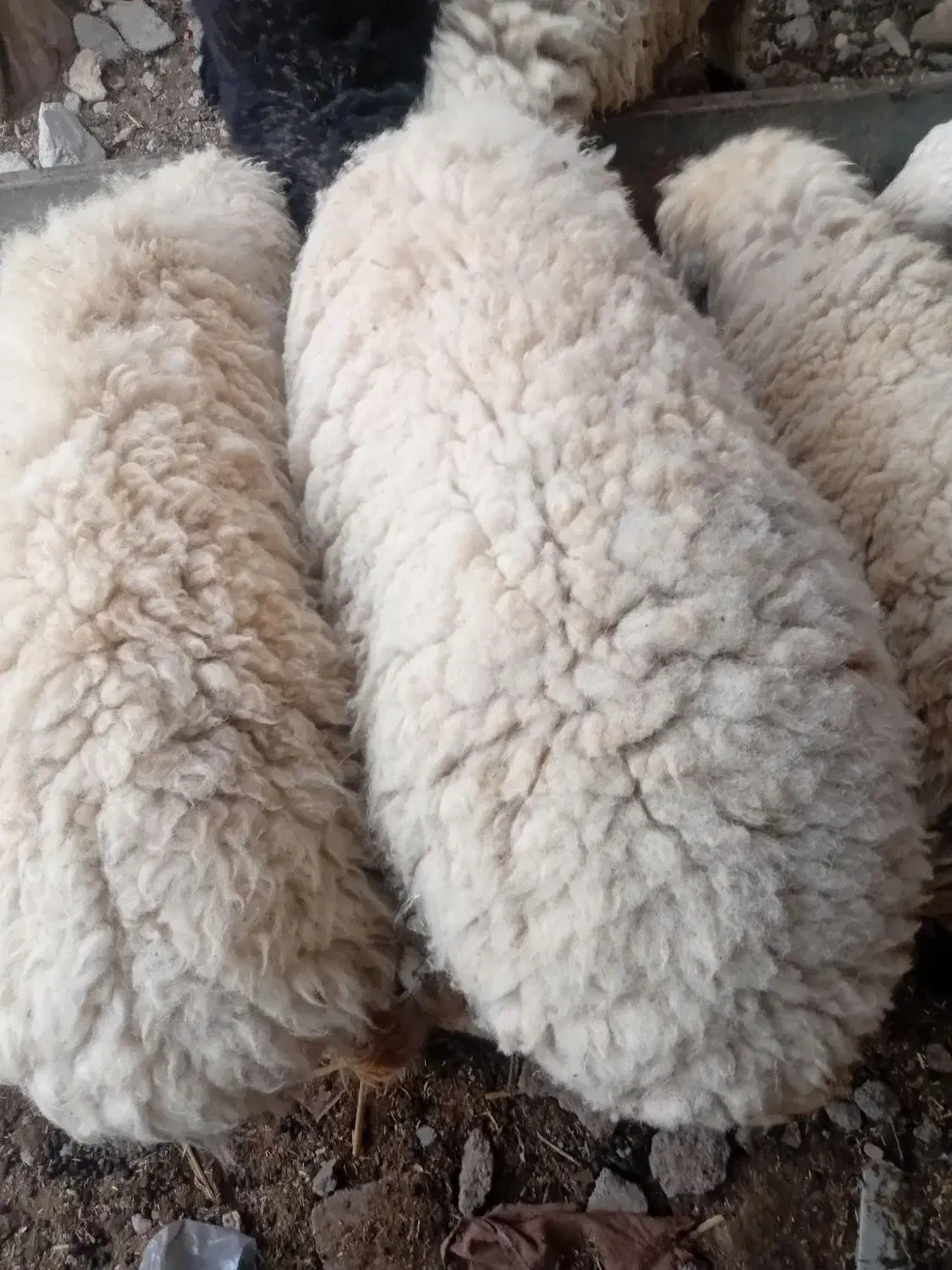 قوچ|حیوانات مزرعه|نیمروز, |دیوار