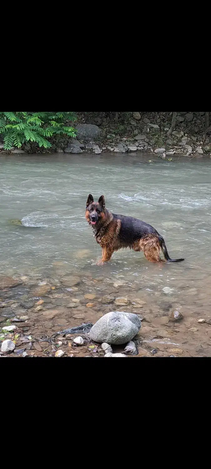 پیدا کردن جفت|سگ|بندر انزلی, پاسداران|دیوار