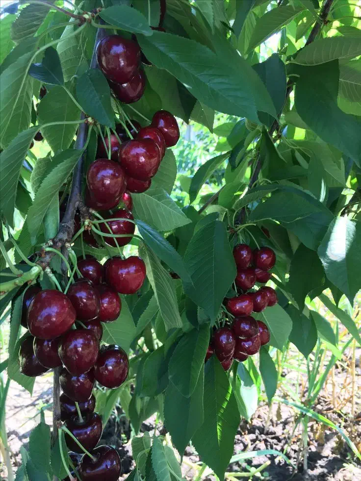 فروش انواع نهال میوه و خشکبار لیبل‌دار|خدمات باغبانی و درختکاری|دهگلان, |دیوار