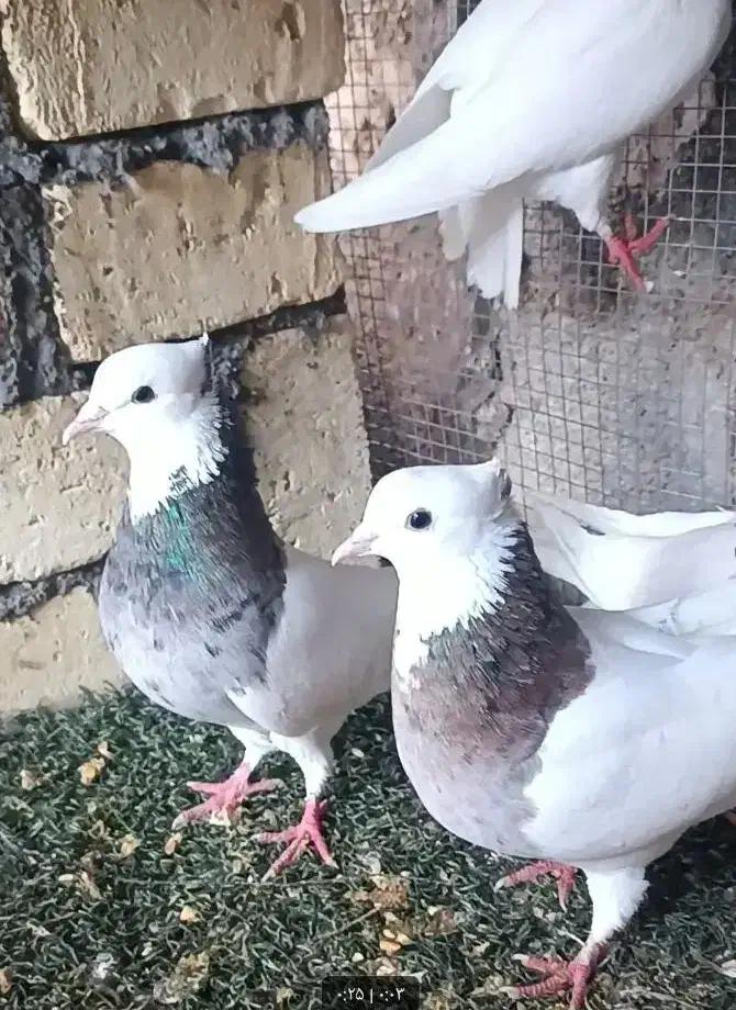 کبوتر .زاغ.طوقی.صرب|پرنده|اسیر, |دیوار