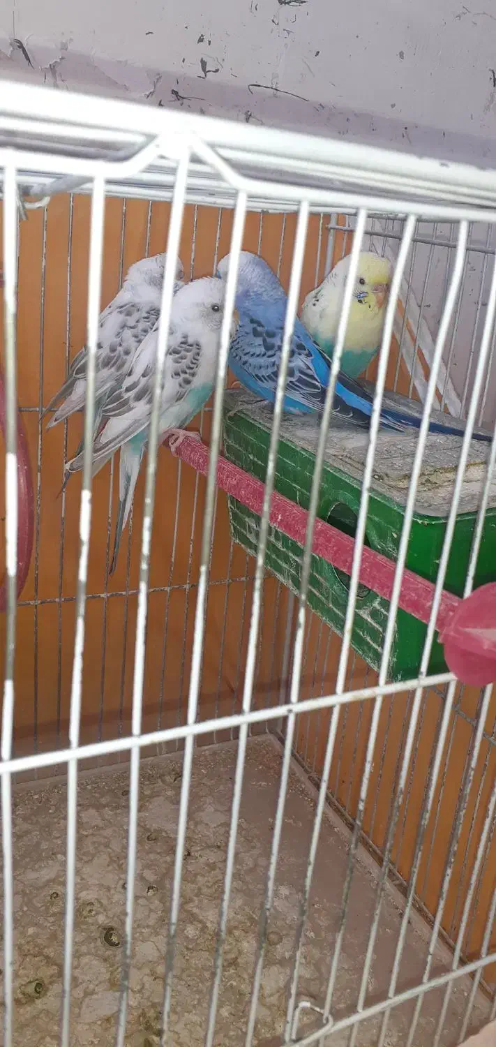 مرغ عشق|پرنده|بروجن, |دیوار