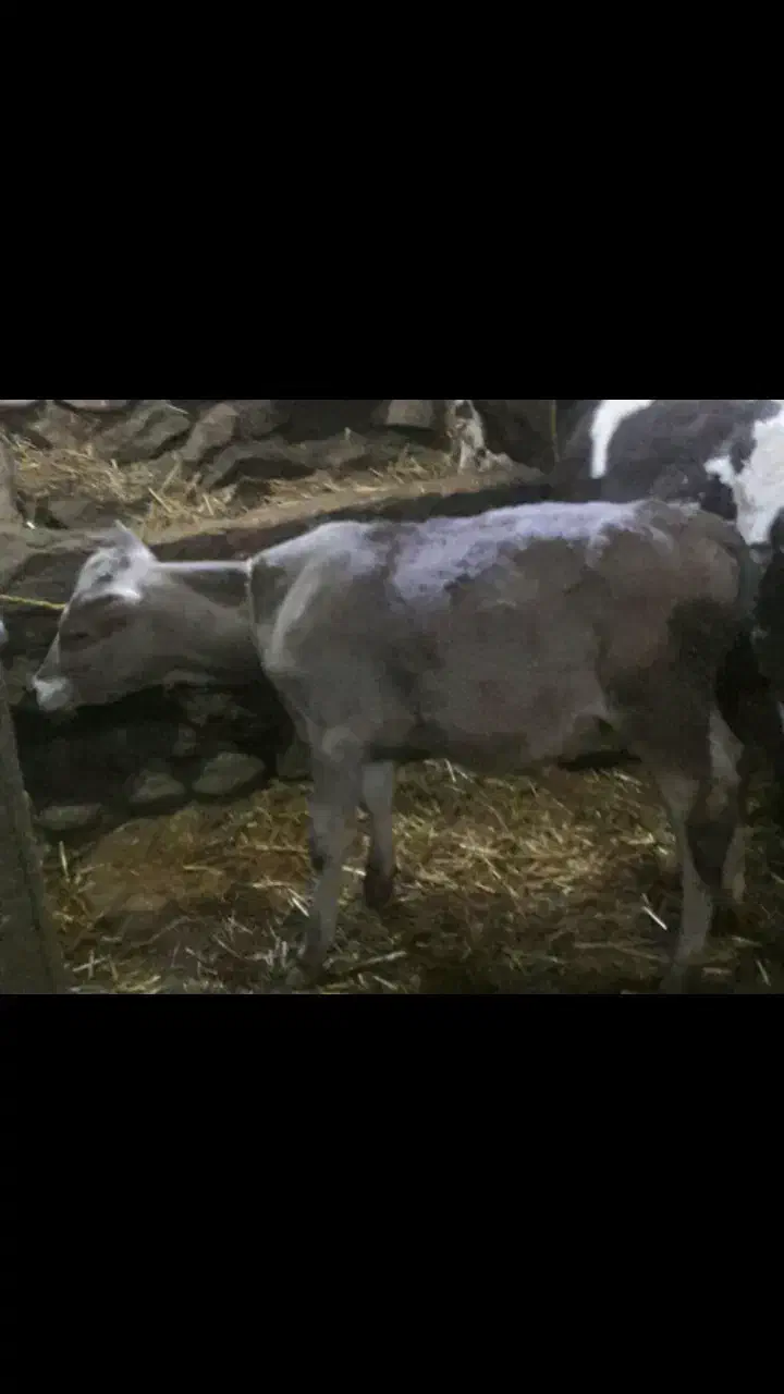 گوساله گوشتی|حیوانات مزرعه|سراب, |دیوار