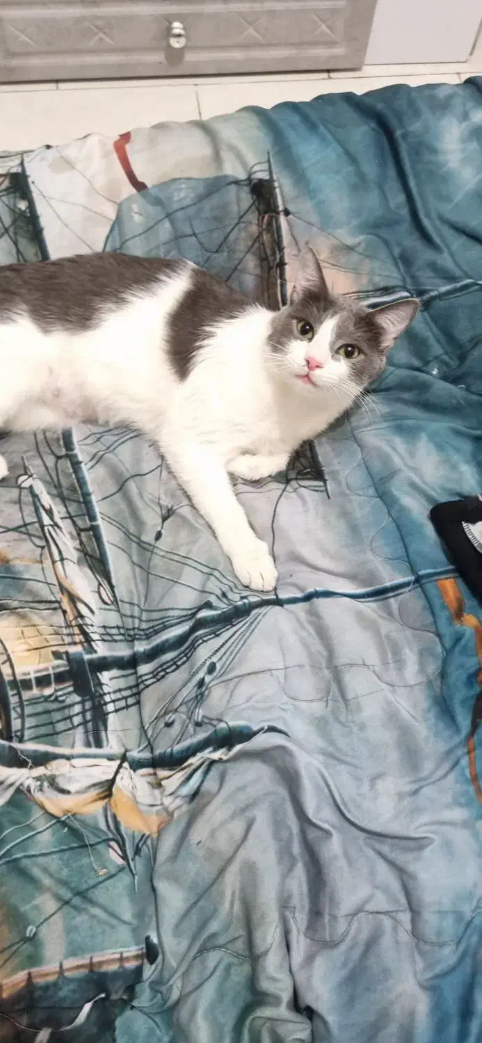 واگذاری گربه|گربه|پاکدشت, پاکدشت (مامازند)|دیوار